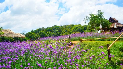 Purple flowering plants on field against sky