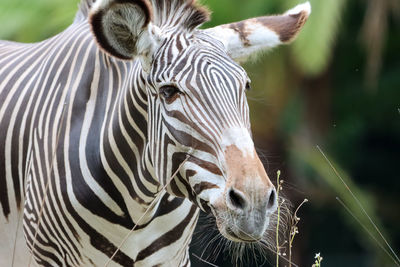 Zebra close-up of head