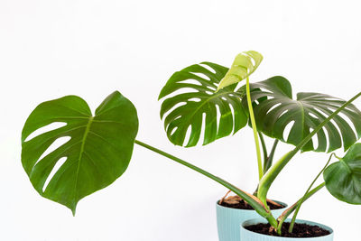 Close-up of potted plant against white background