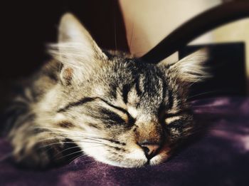 Close-up of cat resting