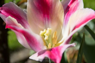 Close-up of pink flower