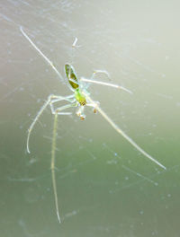 Close-up of spider on web