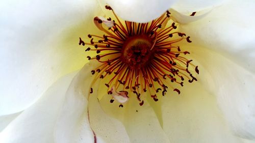 Close-up of yellow flower