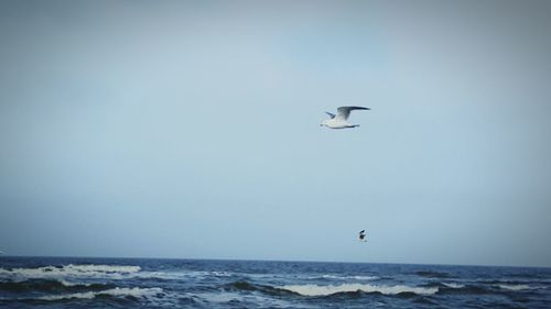 Seagull flying over sea against clear sky