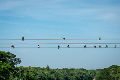 Low angle view of birds perching on cable against sky