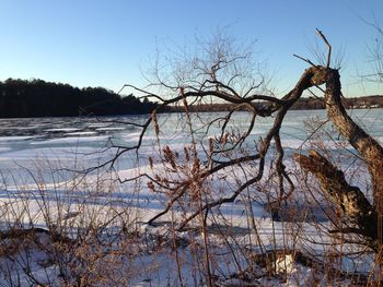 Bare tree on snow covered land against sky