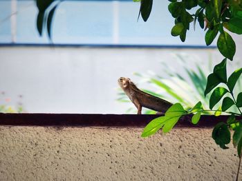 Lizard on wall