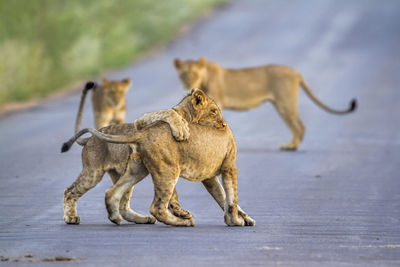 Lion cubs playing on road