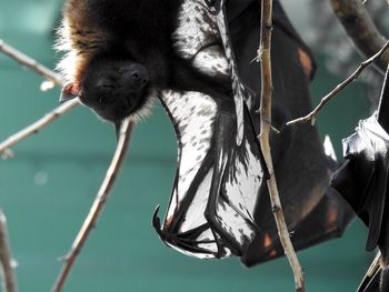 Close-up of bird hanging on branch