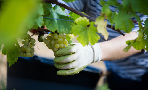 Cropped image of hand holding grapes in vineyard