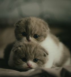 Close-up portrait of kitten
