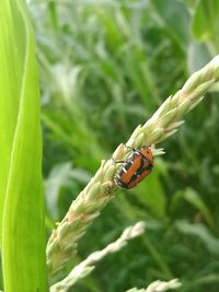 Close-up of insect on leaf