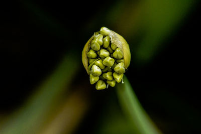 Close-up of flower bud 