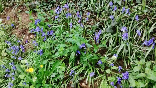 Close-up of purple flowers blooming in field