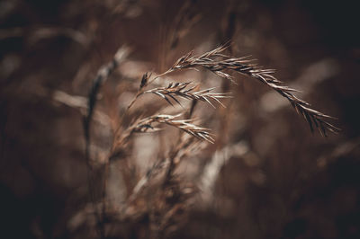 Close-up of wheat growing on field