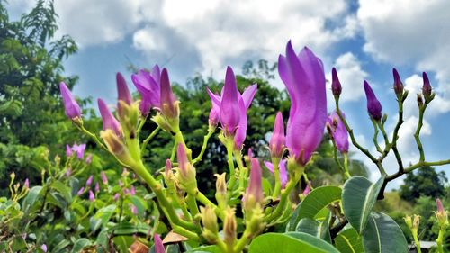 Close-up of pink flowers blooming against sky