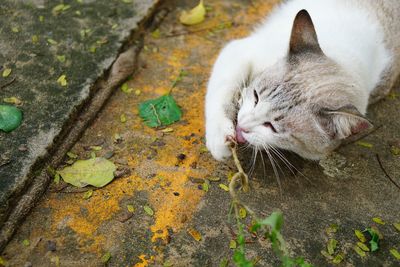 High angle view of a cat