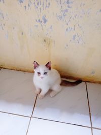 High angle view portrait of a cat