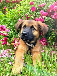 Portrait of dog with flowers