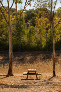 Eucalyptus trees closeup on a forest nature landscape with a picnic table in fall in spain portugal