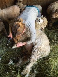 High angle view of woman shearing sheep