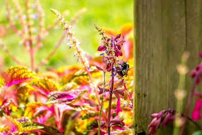 Close-up of bee on purple flower