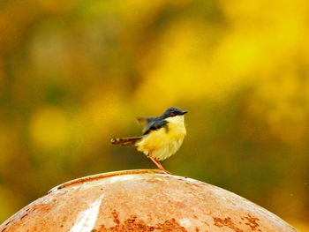 Bird perching on rusty metal