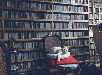 Cat sitting on chair at home