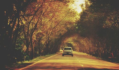 Road passing through trees