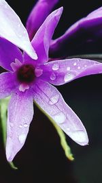 Close-up of purple flowers