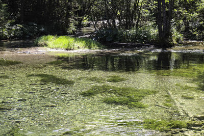 Scenic view of river flowing in forest