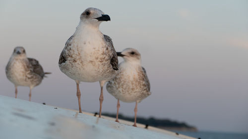 Close-up of seagull perching on a sea