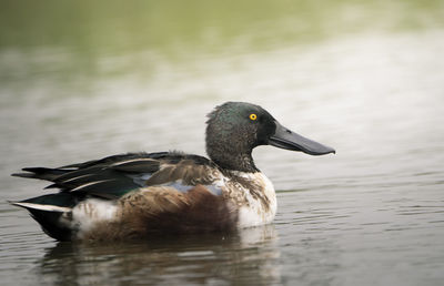 Duck swimming in lake