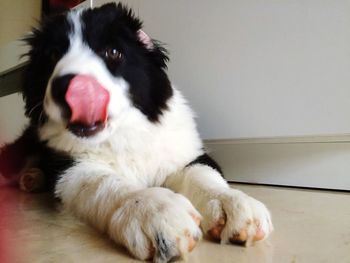 Close-up portrait of a dog