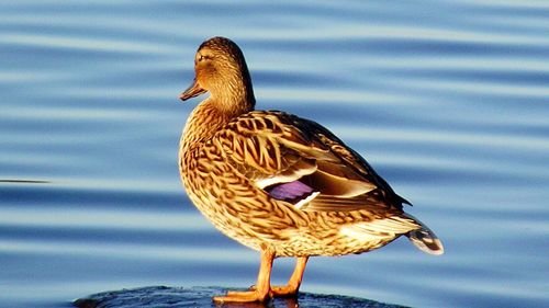 Close-up of duck in lake