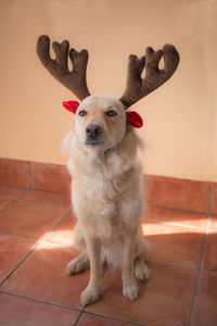 Portrait of dog sitting on tiled floor