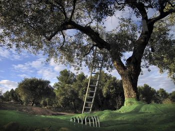 Low angle view of trees on field against sky