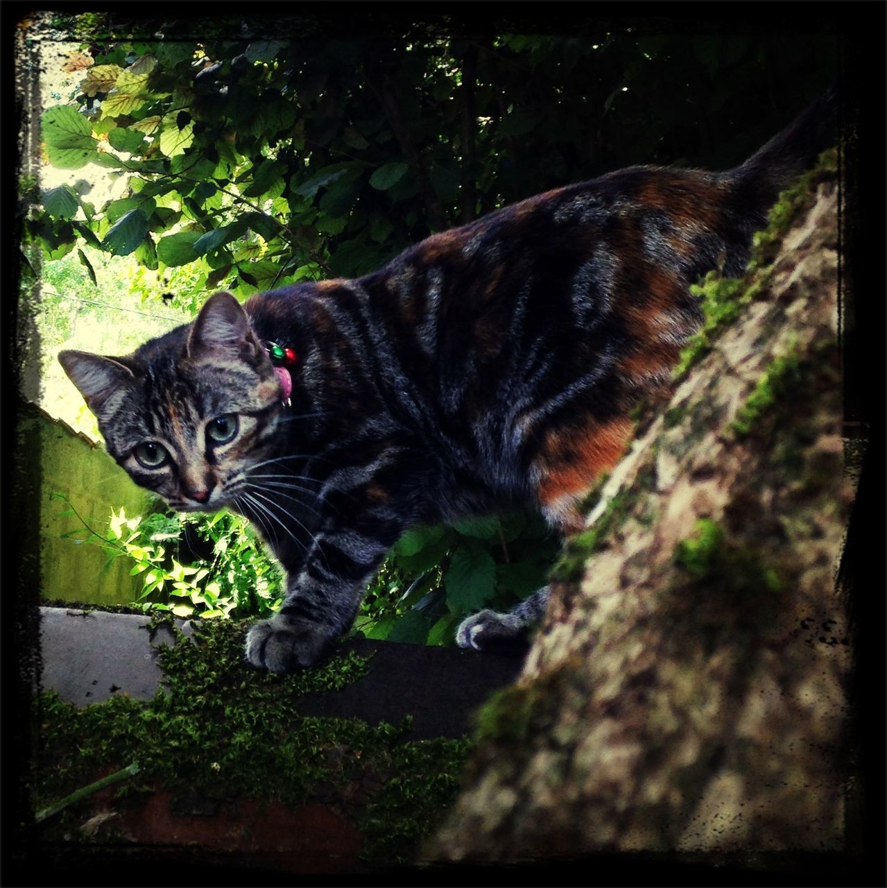 pets, animal themes, domestic animals, mammal, one animal, transfer print, domestic cat, cat, looking at camera, portrait, feline, auto post production filter, whisker, sitting, relaxation, alertness, lying down, two animals, black color, animal head