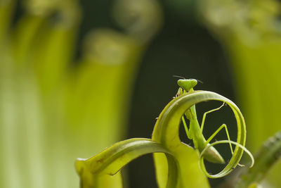 Praying mantis on leaf of fern