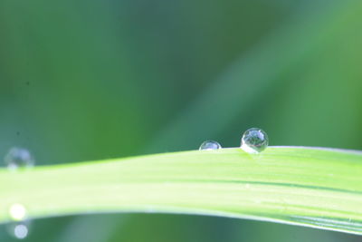 Close-up of water drop on leaf