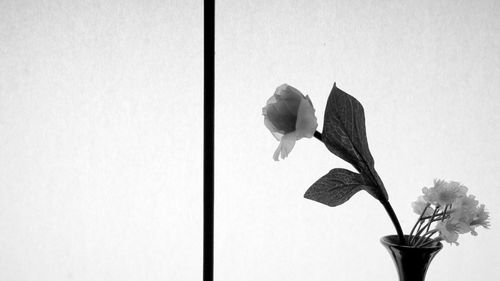 Close-up of flowers over white background