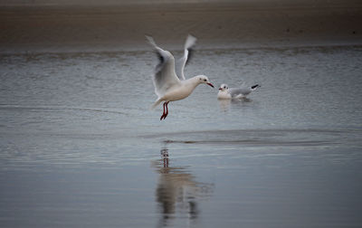 Seagulls flying over lake