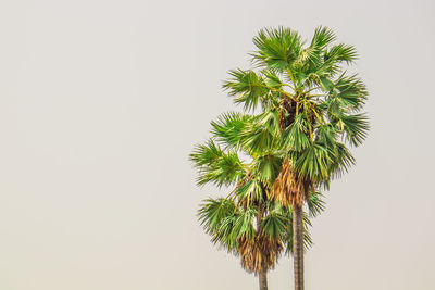 Low angle view of coconut palm tree against clear sky