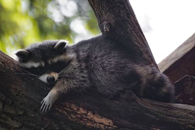 Close-up of cat on tree