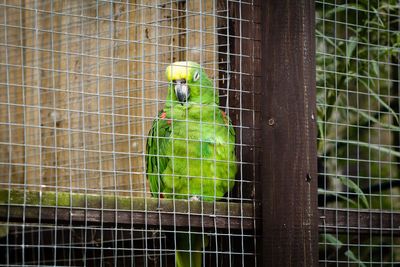 Close-up of parrot perching in cage