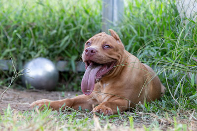 Close-up of dog