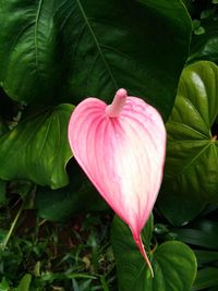Close-up of pink hibiscus flower