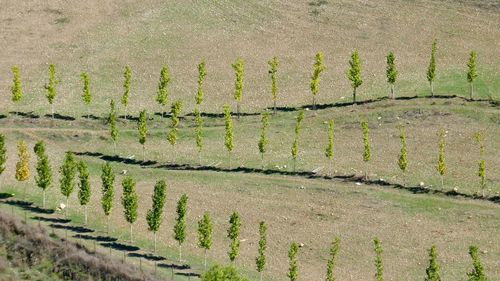 High angle view of vineyard