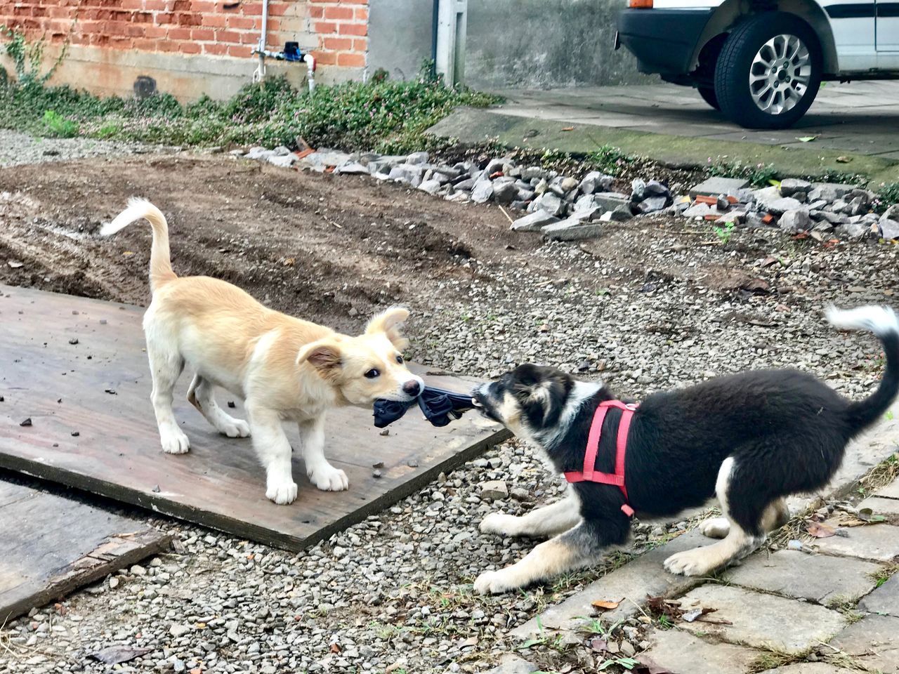 HIGH ANGLE VIEW OF DOG WITH DOGS