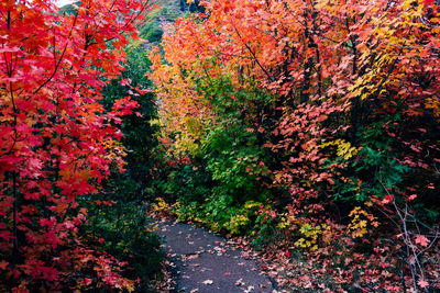 Close-up of trees during autumn